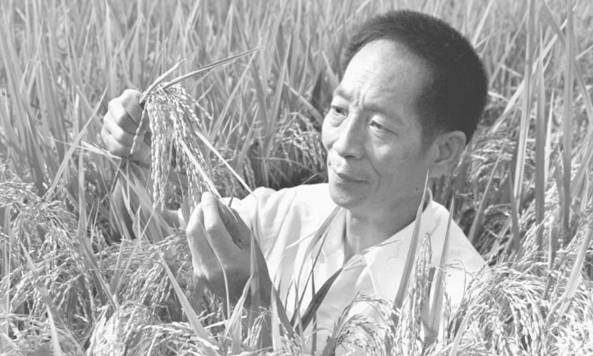 Archive photo taken in 1981 shows Yuan Longping selecting hybrid rice specimens for a lecture. Chinese scientist Yuan Longping, renowned for developing the first hybrid rice strain that pulled countless people out of hunger, died of illness at 91 years of age, on May 22, 2021. Photo: Xinhua