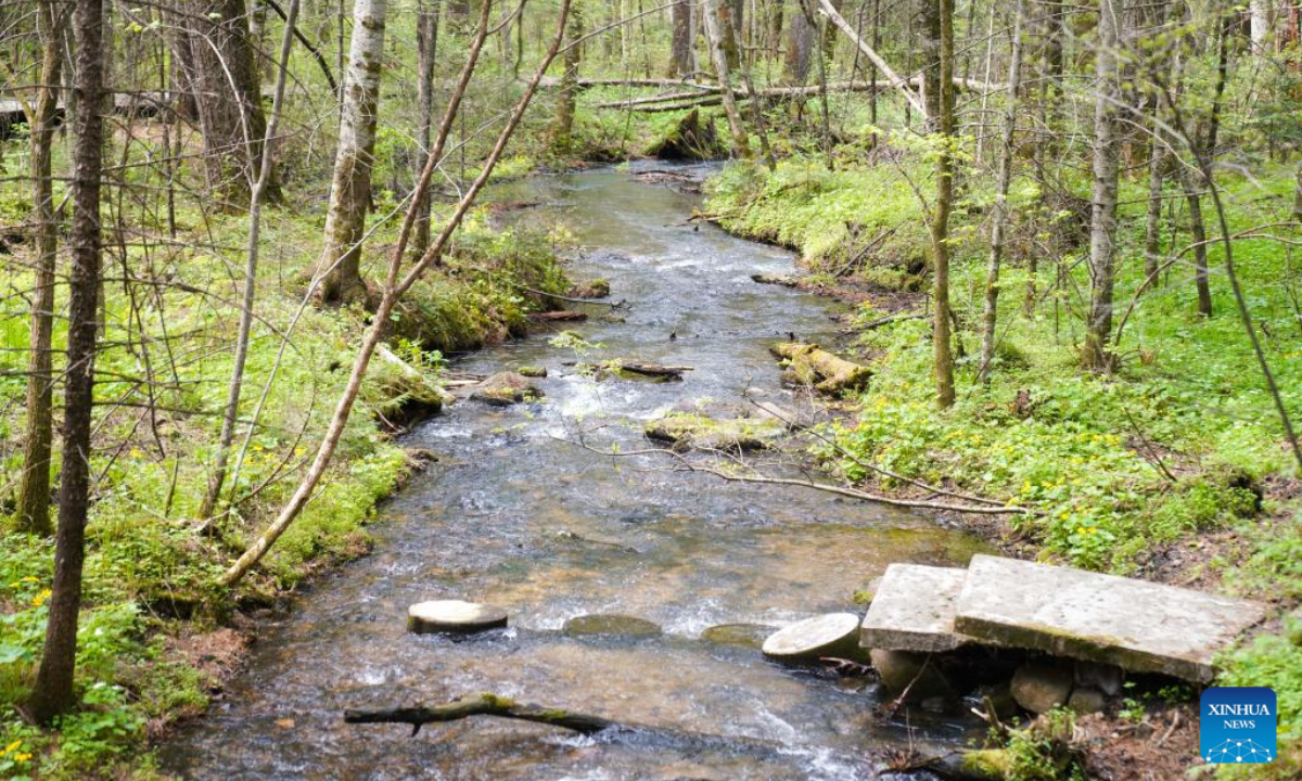 Photo taken on May 19, 2022 shows the scenery of the Xishui National Forest Park in Yichun, northeast China's Heilongjiang Province. Photo:Xinhua