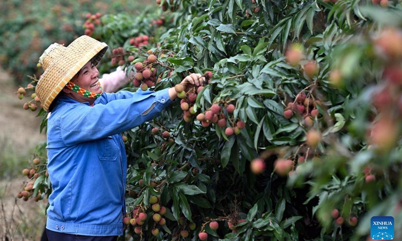 A farmer picks litchi at Dafeng Town in Chengmai County, south China's Hainan Province, May 19, 2022. Harvest season for litchi has come in Chengmai County.(Photo: Xinhua)