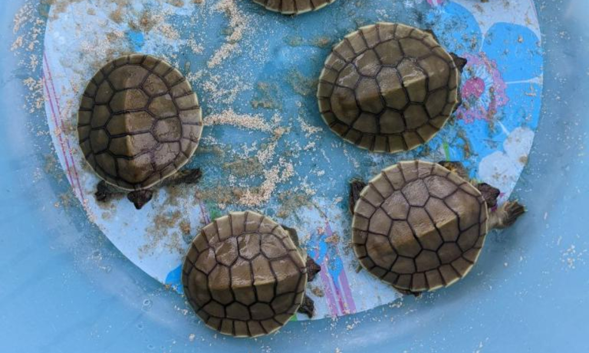 Photo taken on May 8, 2022 shows rare Royal Turtle babies in Koh Kong province, Cambodia. Thirty nearly extinct Royal Turtle babies hatched in an artificial sandbank at the Koh Kong Reptile Conservation Center (KKRCC) in southwest Cambodia's Koh Kong province last week, a conservationist group said on Friday. Photo:Xinhua