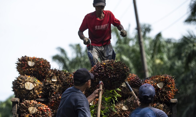 Workers load palm fruits into a truck at a plantation in Bogor, West Java, Indonesia, on April 26, 2022.(Photo: Xinhua)