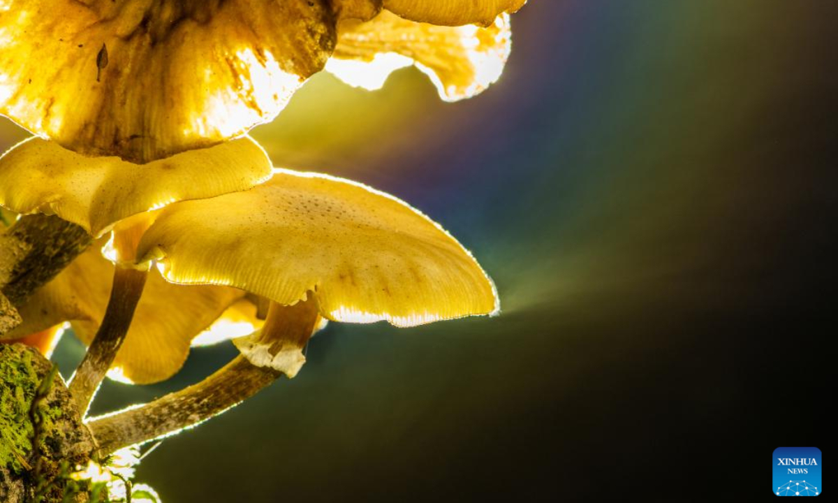 Photo shows the Armillaria novae-zelandiae in a temperate rainforest on the South Island of New Zealand, March 27, 2022. Armillaria novae-zelandiae is one of three Armillaria species that have been identified in New Zealand, also nick-named Honey mushroom. It grows most abundantly from March to May in wet forests primarily. Photo:Xinhua