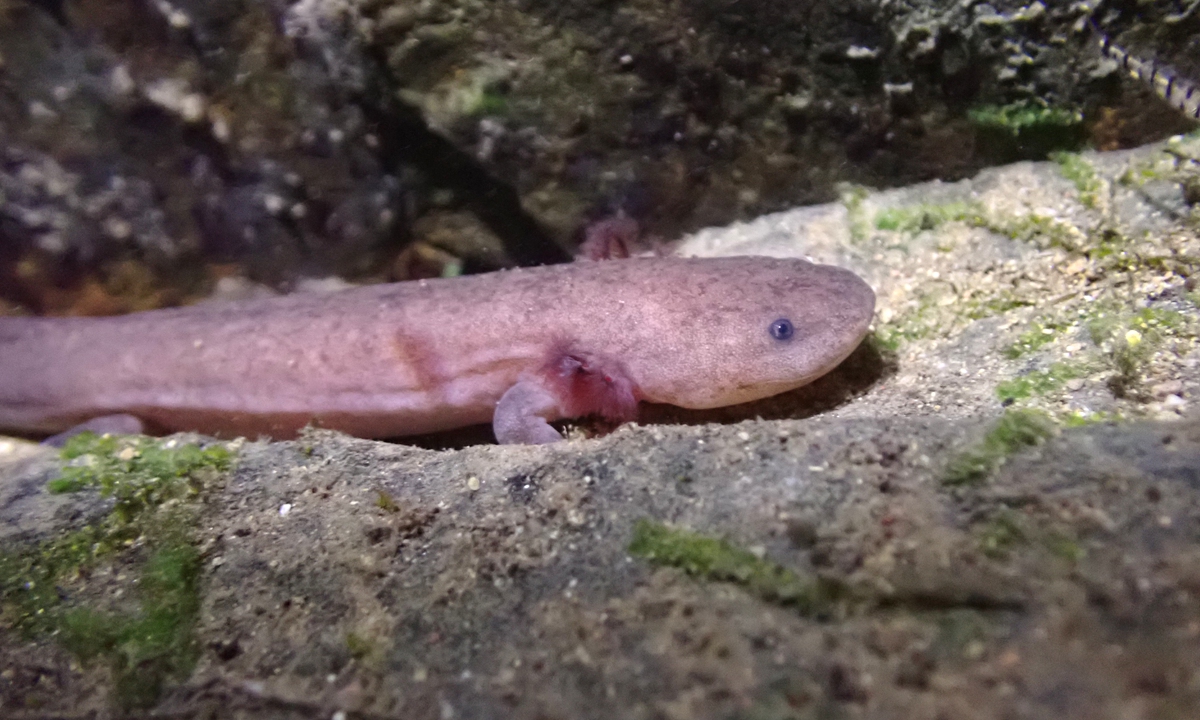 The Chinese giant salamanders known as Andrias jiangxiensis sp. nov.discovered in Jiangxi Province Photo:Courtesy of  Kunming Institute of zoology, CAS