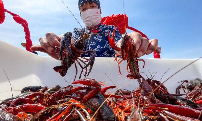 A worker shows crayfish during an event celebrating the harvest season of crayfish in Xuyi County of Huai'an, east China's Jiangsu Province, May 18, 2022. Crayfish is one of the renowned specialties in Xuyi County.(Photo: Xinhua)