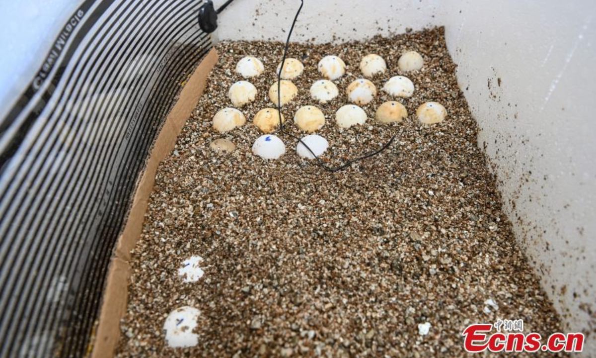 2022年5月18日，在中国南方广东省惠州市惠东港海龟国家级自然保护区的孵化器中人工孵化海龟卵。照片：中新社