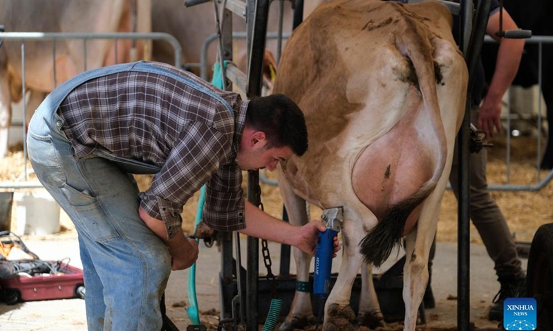 A man shaves a dairy cow at the Malta AgriFair 2022 in Ta'Qali, Malta, on May 21, 2022.Photo:Xinhua