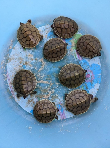 Photo taken on May 8, 2022 shows rare Royal Turtle babies in Koh Kong province, Cambodia.Photo:Xinhua