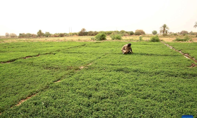 A farmer works in his farm in Khartoum, Sudan, May 22, 2022. Sudan faces a deteriorating food shortage or even a crisis in 2022 and the people suffering acute hunger may amount to some 18 million out of the country's total 45 million population, local experts have warned. Photo: Xinhua

