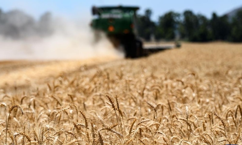 A combine harvester harvests a wheat field in the hula valley near northern Israeli city of Kiryat Shemona on May 22, 2022.Photo:Xinhua