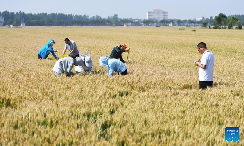 Agricultural technicians carry out the yield measurement of wheat at Xialou Village of Yaodian Township in Dengzhou, central China's Henan Province, on May 24, 2022.(Photo: Xinhua)