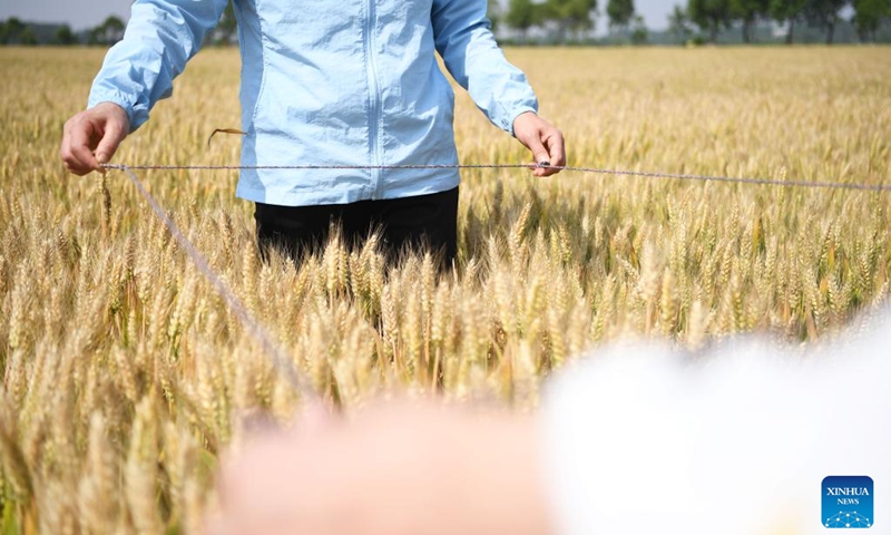 Agricultural technicians carry out the yield measurement of wheat at Xialou Village of Yaodian Township in Dengzhou, central China's Henan Province, on May 24, 2022.(Photo: Xinhua)