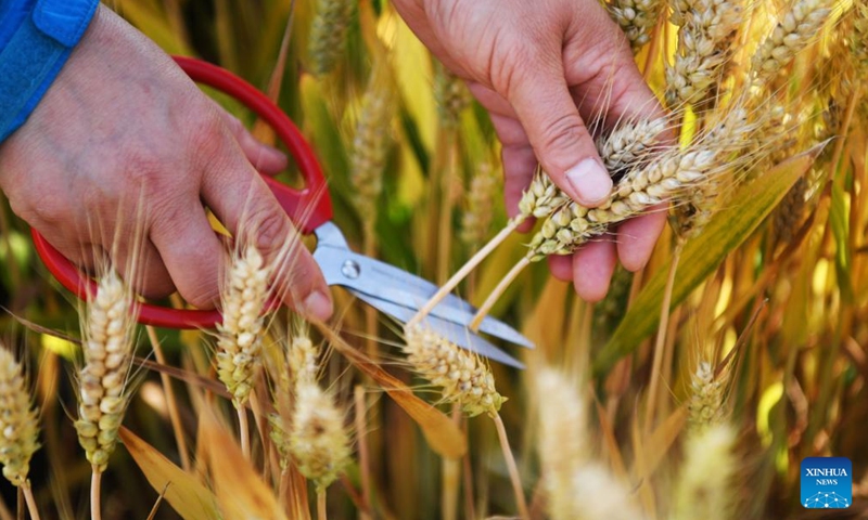 An agricultural technician carries out the yield measurement of wheat at Xialou Village of Yaodian Township in Dengzhou, central China's Henan Province, on May 24, 2022.(Photo: Xinhua)