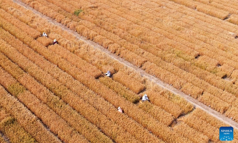 Aerial photo shows farmers harvesting wheat in the fields in Yangzhou, east China's Jiangsu Province, May 21, 2022.(Photo: Xinhua)