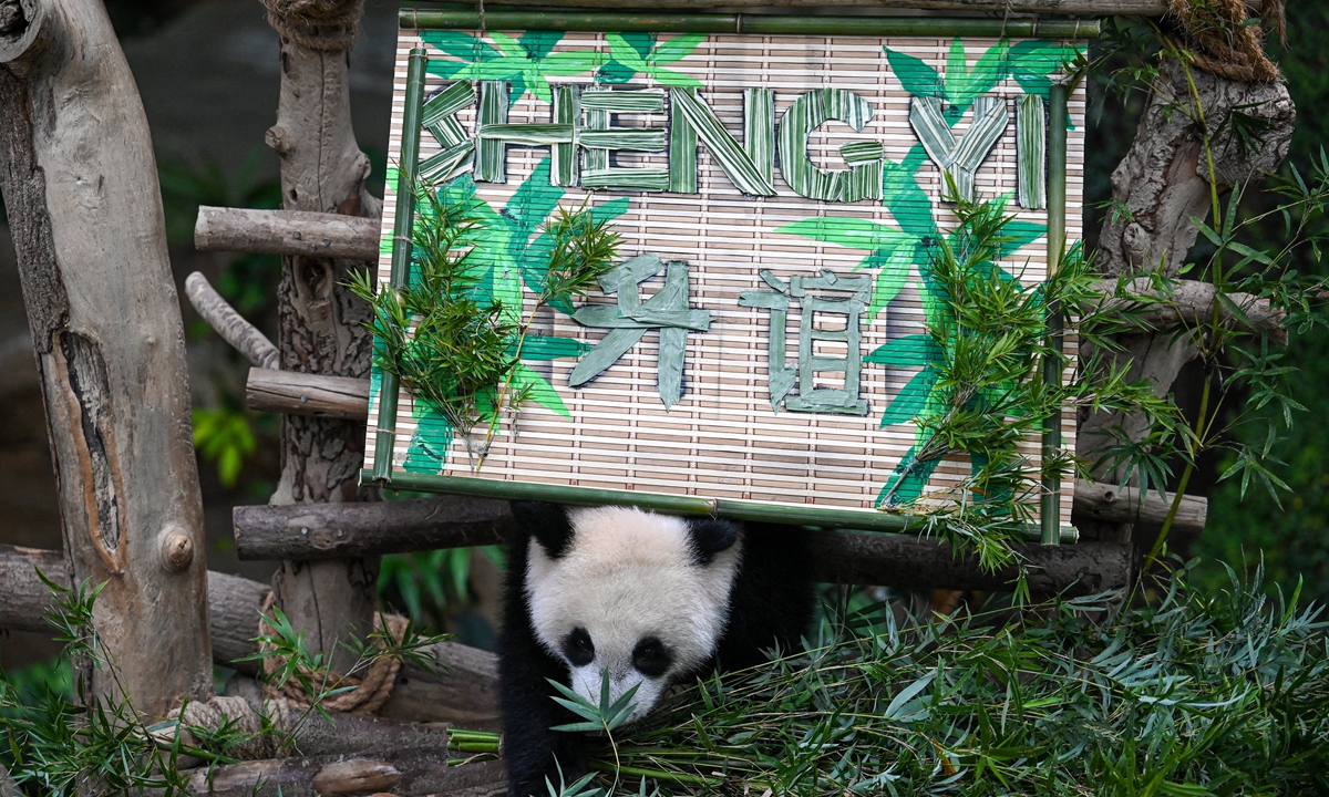 Sheng Yi, a female panda, plays under her official name at the National Zoo in Kuala Lumpur, Malaysia on May 25, 2022. After almost a year of being born, the third cub of giant panda couple Xing Xing and Liang Liang from China has been finally given a name - Shengyi, in the hope of promoting friendship with China. Photo: AFP