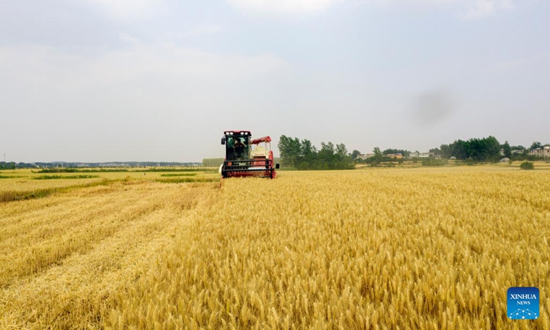 Aerial photo shows farmers harvesting wheat in the fields in Huozhuang Village of Wuhe County, east China's Anhui Province, May 23, 2022.(Photo: Xinhua)