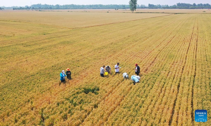 Aerial photo taken on May 24, 2022 shows agricultural technicians carrying out the yield measurement of wheat at Xialou Village of Yaodian Township in Dengzhou, central China's Henan Province.(Photo: Xinhua)