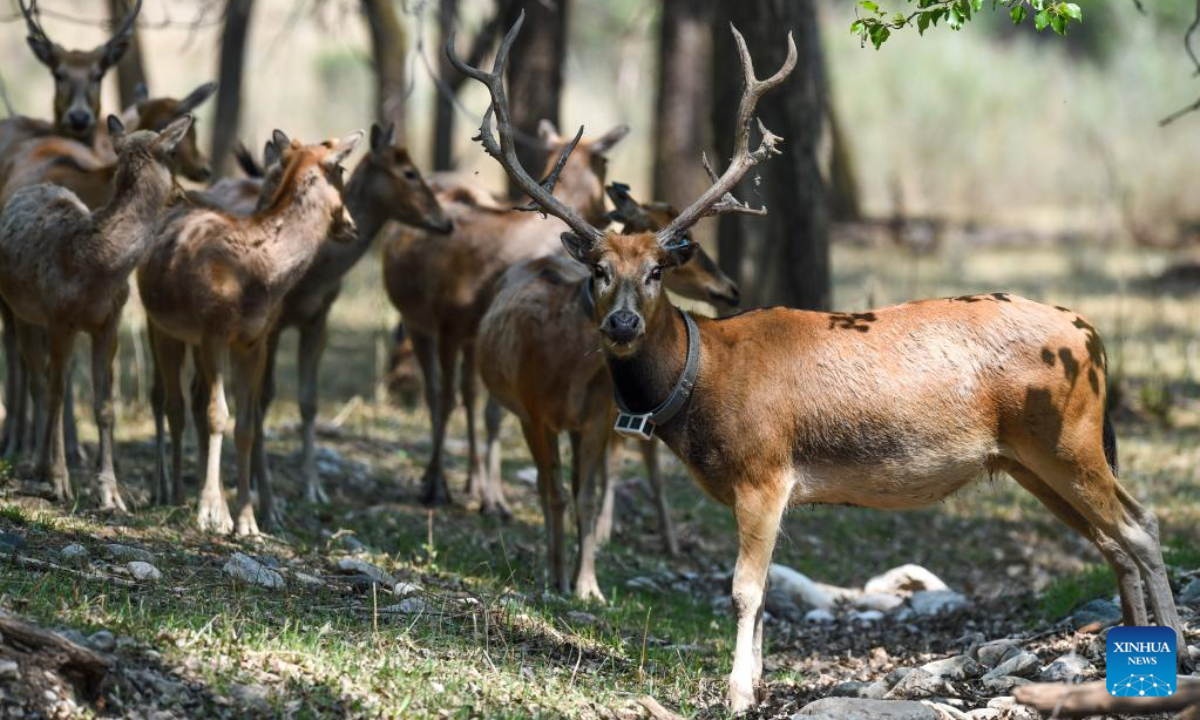 Milu deer fawns are seen at the Daqingshan Nature Reserve in north China's Inner Mongolia Autonomous Region, May 23, 2022. Photo:Xinhua