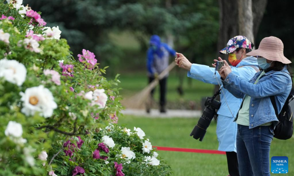 Tourists take pictures of blooming peony flowers at the Sun Island scenic area in Harbin, northeast China's Heilongjiang Province, May 27, 2022. Photo:Xinhua