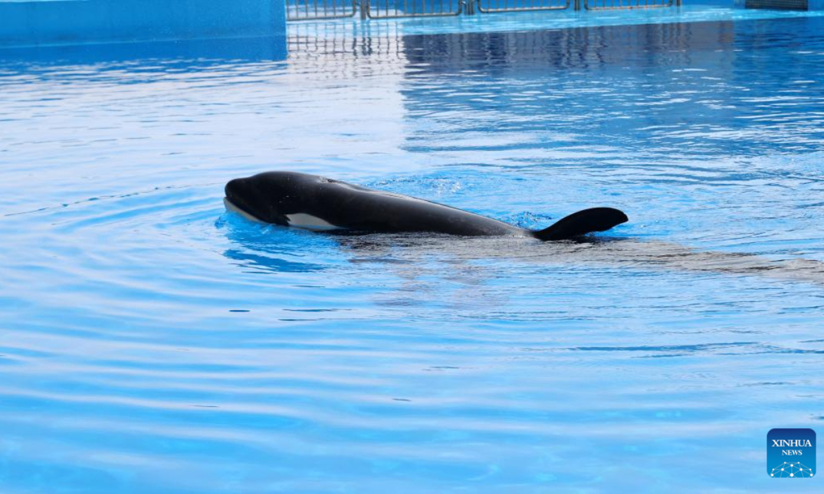 A killer whale calf swims at the Shanghai Haichang Ocean Park in east China's Shanghai, May 31, 2022. Photo:Xinhua