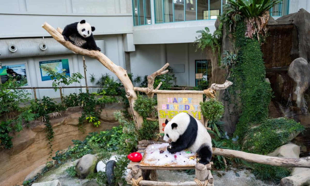 Giant panda cub Sheng Yi (top) and its mother Liang Liang celebrate the first birthday of Sheng Yi at the Giant Panda Conservation Center of Zoo Negara near Kuala Lumpur, Malaysia, May 31, 2022. The 48th anniversary of the establishment of diplomatic relations between China and Malaysia on Tuesday was made more meaningful with the first birthday of the third baby giant panda born in Malaysia. Photo:Xinhua