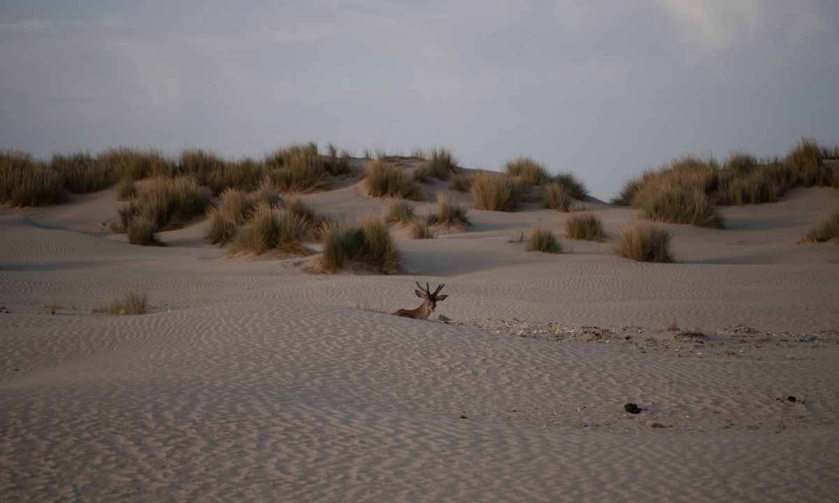 A deer lies on a dune at the Donana National Park in Ayamonte, Huelva, Spain on May 20, 2022. The national park, home to one of Europe’s largest wetlands, is threatened by intensive farming. Photo: AFP