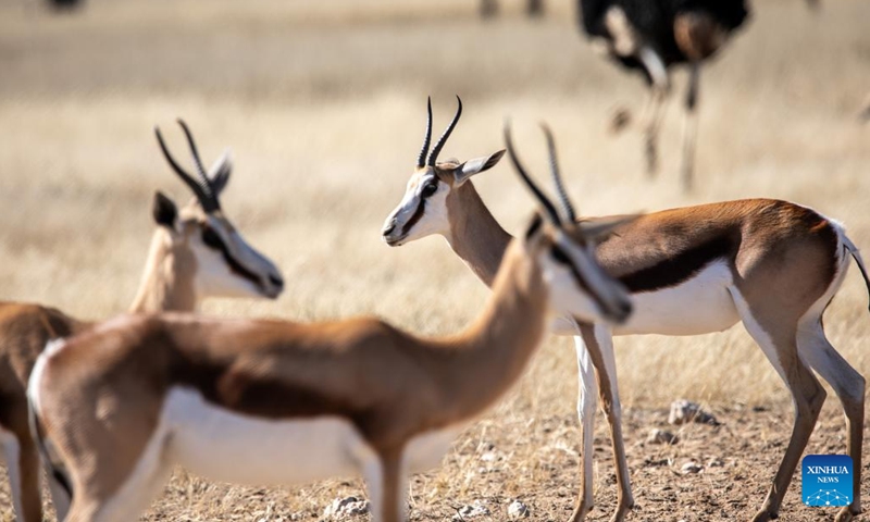 Springboks are seen at Kgalagadi Transfrontier Park in Northern Cape Province, South Africa, on May 25, 2022.(Photo: Xinhua)