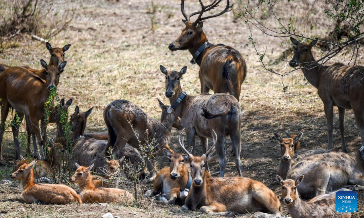 Milu deer fawns are seen at the Daqingshan Nature Reserve in north China's Inner Mongolia Autonomous Region, May 23, 2022. Photo:Xinhua