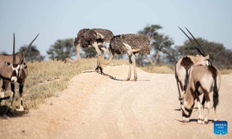 Ostriches are seen at Kgalagadi Transfrontier Park in Northern Cape Province, South Africa, on May 25, 2022.(Photo: Xinhua)