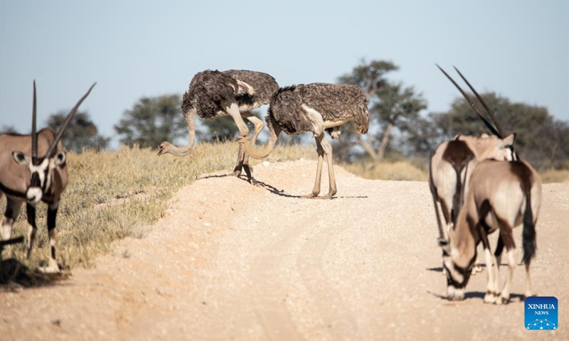 Wild animals seen at Kgalagadi Transfrontier Park in South Africa - Global  Times