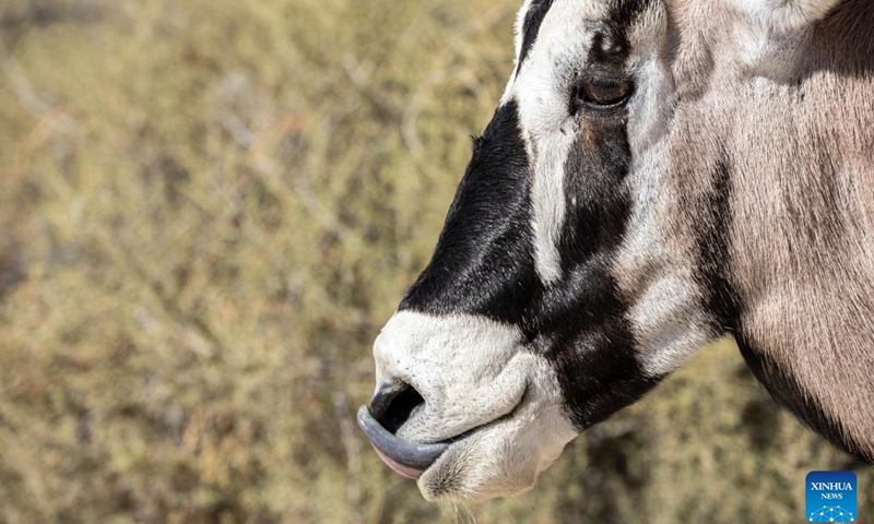 A gemsbok is seen at Kgalagadi Transfrontier Park in Northern Cape Province, South Africa, on May 25, 2022.(Photo: Xinhua)