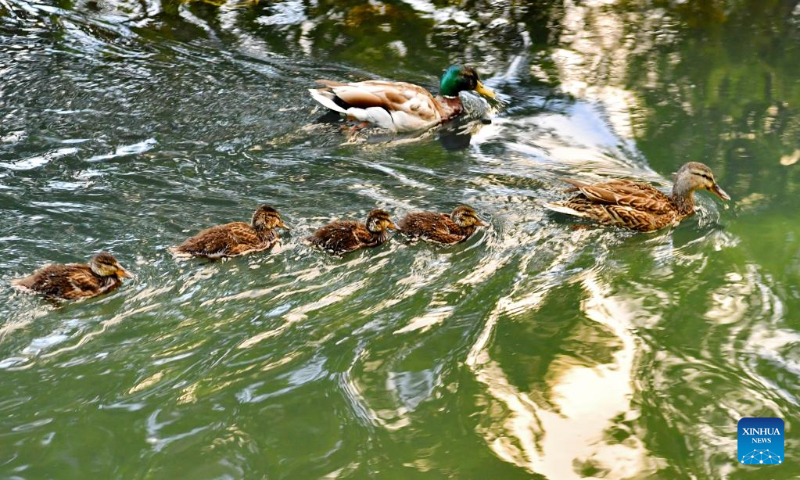 Mallards are seen at Lhalu wetland national nature reserve in Lhasa, southwest China's Tibet Autonomous Region, May 27, 2022. (Xinhua/Zhang Rufeng)