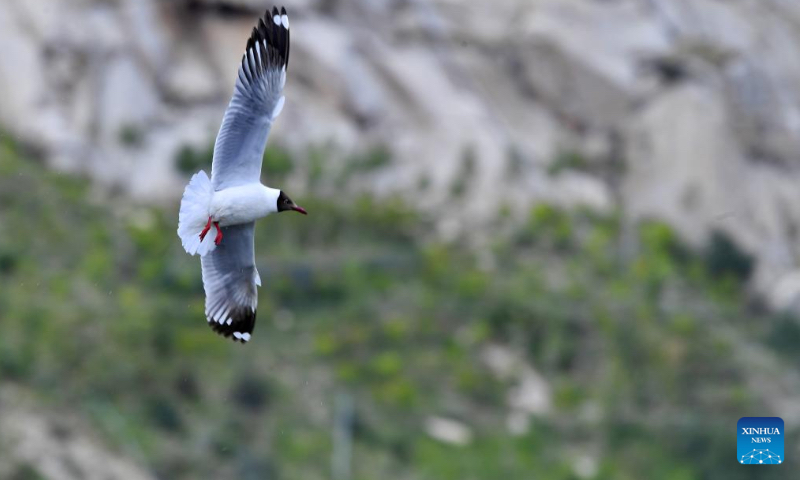 A brown-headed gull flies at Lhalu wetland national nature reserve in Lhasa, southwest China's Tibet Autonomous Region, May 28, 2022. (Xinhua/Zhang Rufeng)