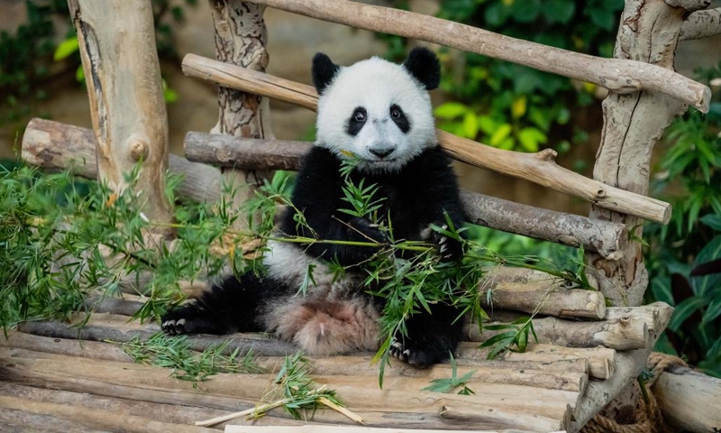 Giant panda cub Sheng Yi enjoys bamboo at Zoo Negara near Kuala Lumpur, Malaysia, May 25, 2022. The third locally bred giant panda cub born in May last year in Malaysia is officially named Sheng Yi, which means peaceful and friendship. The name also indicates the wish of the Malaysian government in strengthening its diplomatic ties with China, according to a press release by Minister of Energy and Natural Resources of Malaysia Takiyuddin Hassan.(Photo: Xinhua)