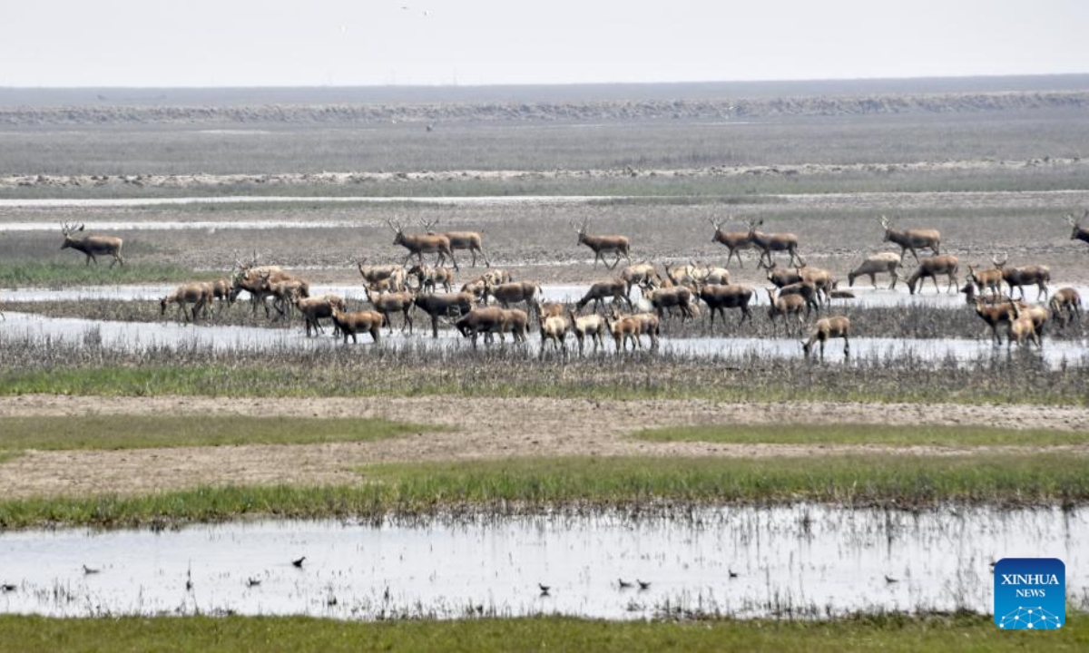 Milu deer fawns are seen at the Daqingshan Nature Reserve in north China's Inner Mongolia Autonomous Region, May 23, 2022. Photo:Xinhua