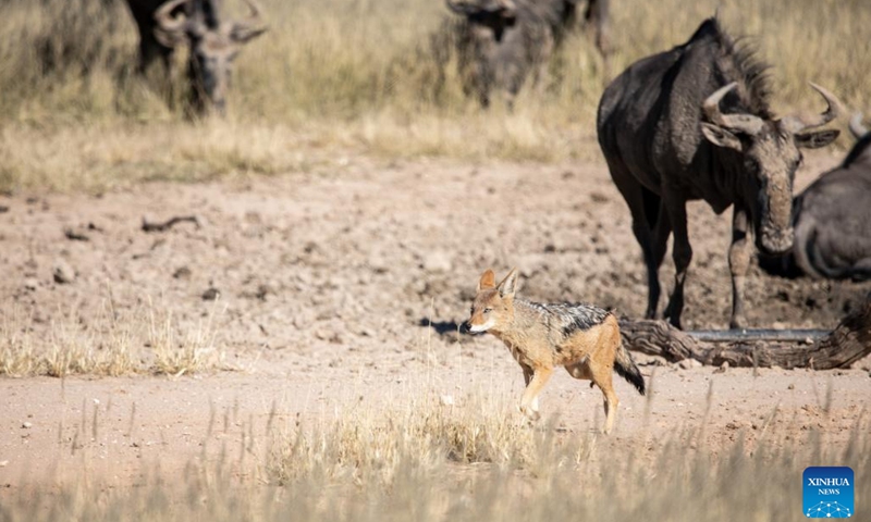 A black-backed jackal is seen at Kgalagadi Transfrontier Park in Northern Cape Province, South Africa, on May 26, 2022.(Photo: Xinhua)