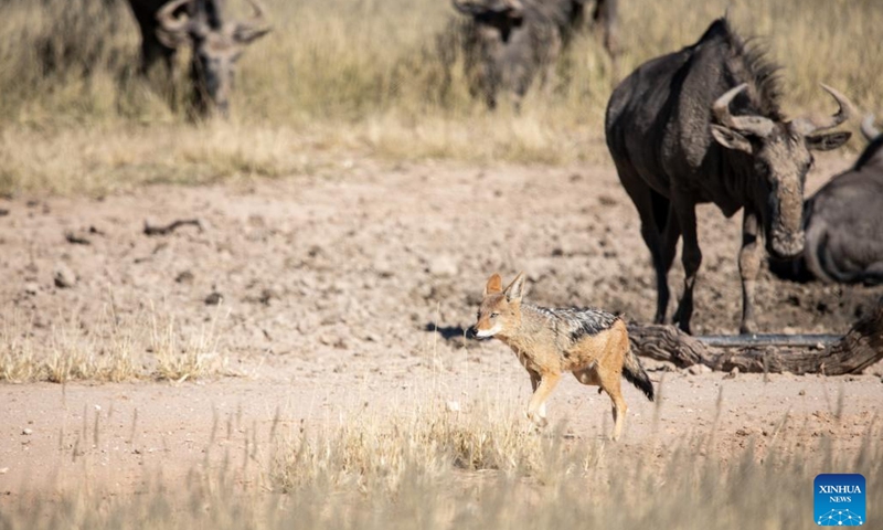 Wild animals seen at Kgalagadi Transfrontier Park in South Africa - Global  Times