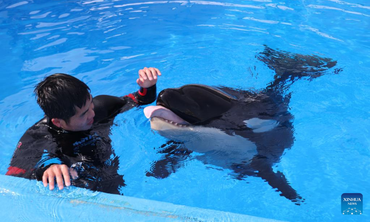 A staff member plays with a killer whale calf at the Shanghai Haichang Ocean Park in east China's Shanghai, May 31, 2022. The Shanghai Haichang Ocean Park announced on Wednesday that a killer whale calf had been successfully bred at the park and was slated to make its public debut at a proper time. The male calf, born on Sept. 10, 2021, was in healthy condition. Photo:Xinhua