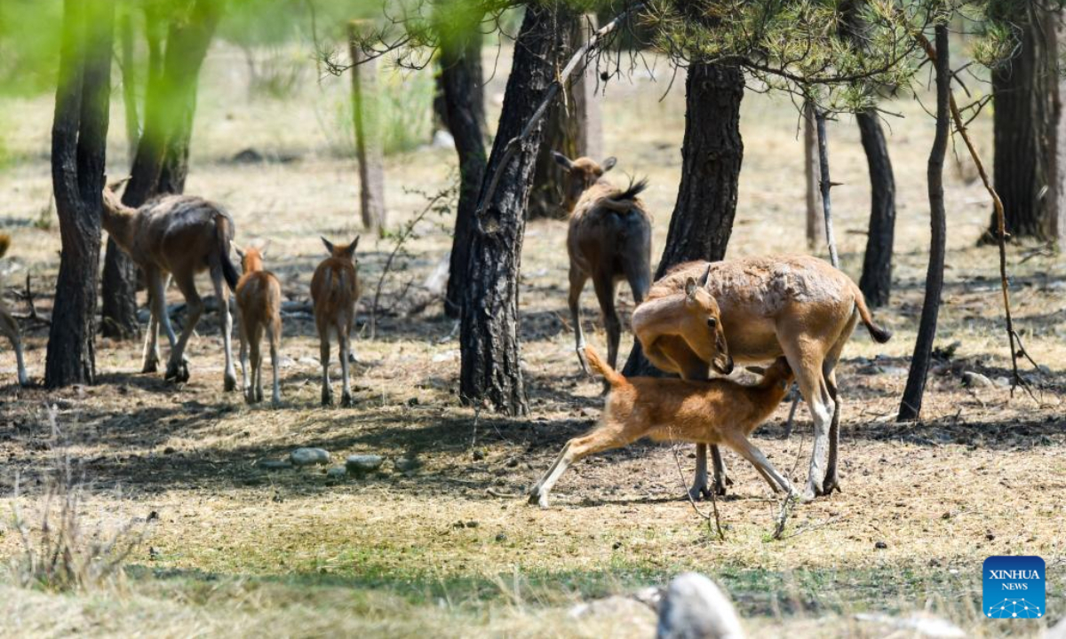 Milu deer fawns are seen at the Daqingshan Nature Reserve in north China's Inner Mongolia Autonomous Region, May 23, 2022. Photo:Xinhua