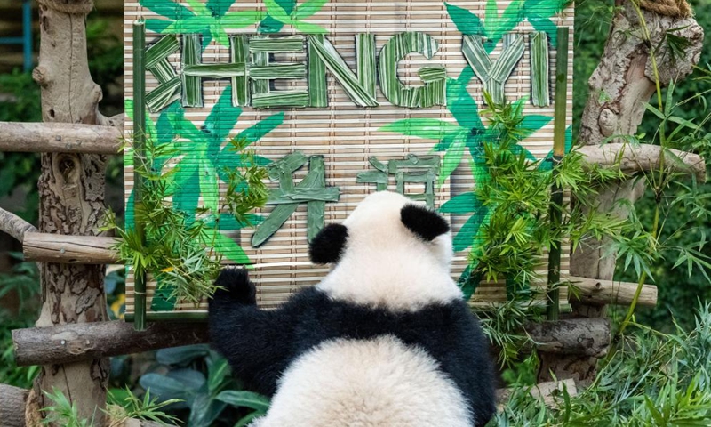Giant panda cub Sheng Yi looks at its name at Zoo Negara near Kuala Lumpur, Malaysia, May 25, 2022. The third locally bred giant panda cub born in May last year in Malaysia is officially named Sheng Yi, which means peaceful and friendship. The name also indicates the wish of the Malaysian government in strengthening its diplomatic ties with China, according to a press release by Minister of Energy and Natural Resources of Malaysia Takiyuddin Hassan.(Photo: Xinhua)