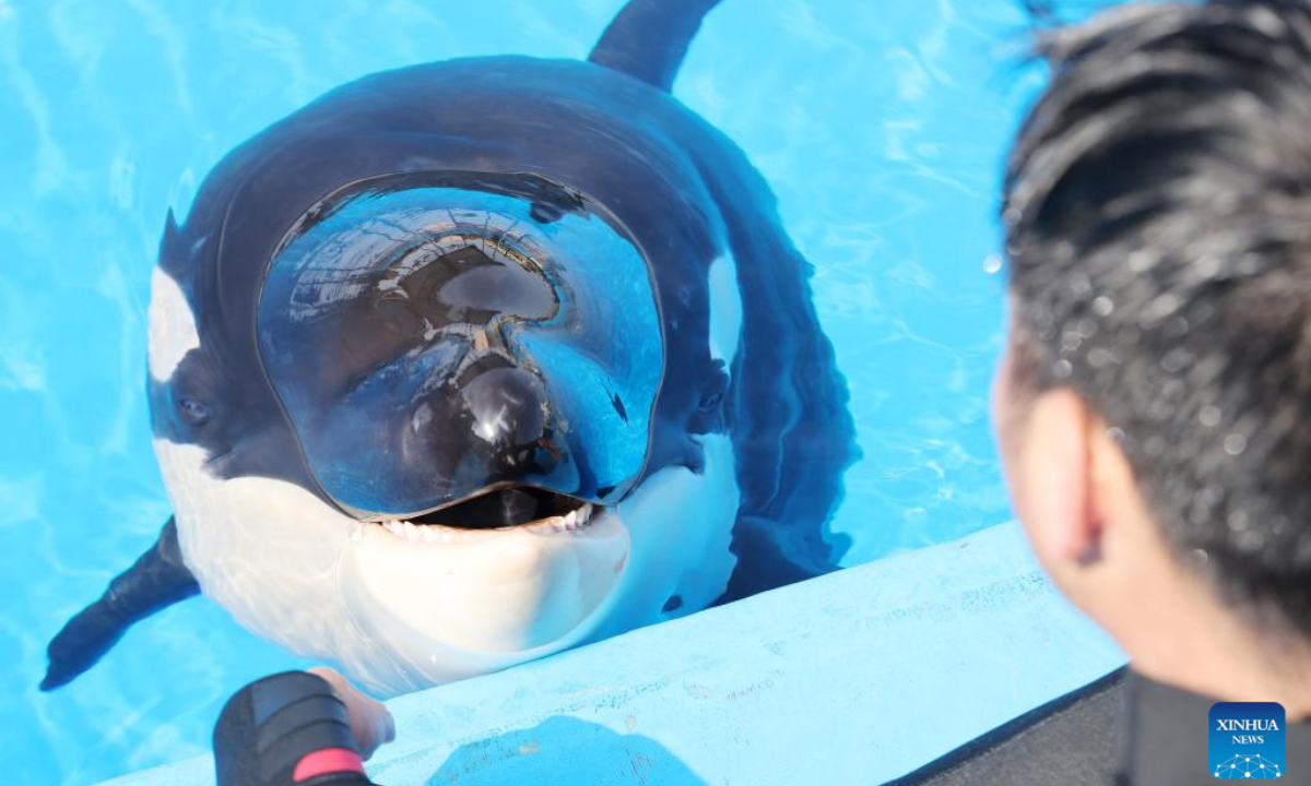 A killer whale calf interacts with a staff member at the Shanghai Haichang Ocean Park in east China's Shanghai, May 31, 2022. Photo:Xinhua