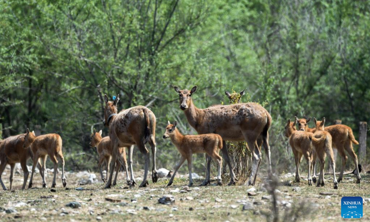 Milu deer fawns are seen at the Daqingshan Nature Reserve in north China's Inner Mongolia Autonomous Region, May 23, 2022. Photo:Xinhua