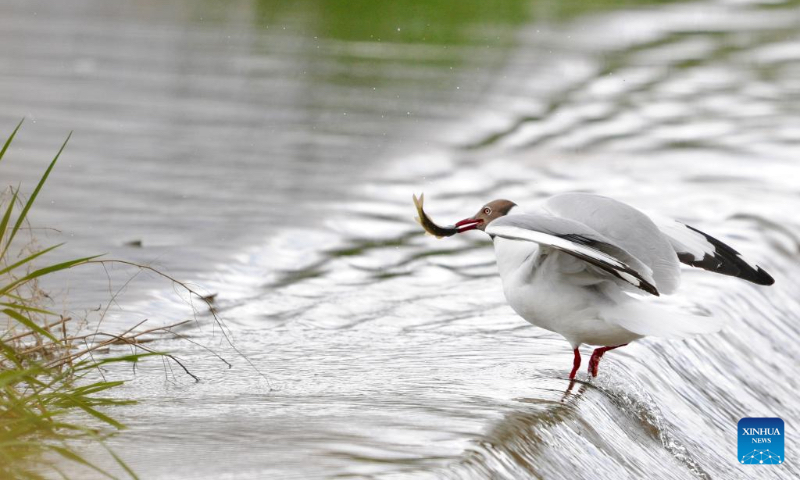 A brown-headed gull catches fish at Lhalu wetland national nature reserve in Lhasa, southwest China's Tibet Autonomous Region, May 28, 2022. (Xinhua/Zhang Rufeng)