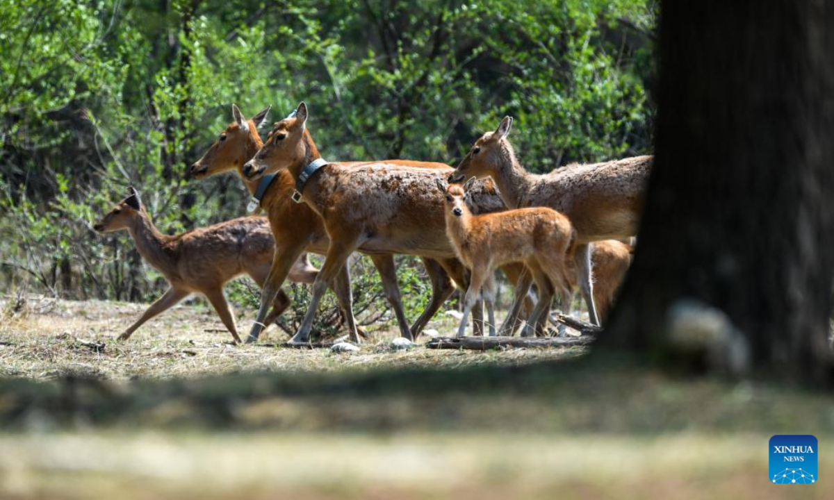 Milu deer fawns are seen at the Daqingshan Nature Reserve in north China's Inner Mongolia Autonomous Region, May 23, 2022. Photo:Xinhua