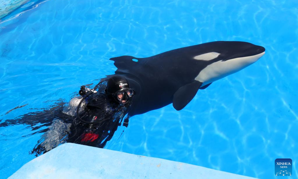 A staff member swims with a killer whale calf at the Shanghai Haichang Ocean Park in east China's Shanghai, May 31, 2022. Photo:Xinhua