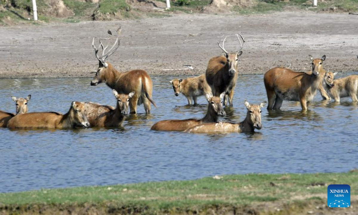 Milu deer fawns are seen at the Daqingshan Nature Reserve in north China's Inner Mongolia Autonomous Region, May 23, 2022. Photo:Xinhua