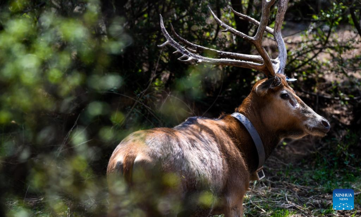 Milu deer fawns are seen at the Daqingshan Nature Reserve in north China's Inner Mongolia Autonomous Region, May 23, 2022. Photo:Xinhua