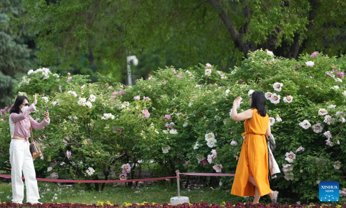 A tourist poses for photos with blooming peony flowers at the Sun Island scenic area in Harbin, northeast China's Heilongjiang Province, May 27, 2022. Photo:Xinhua