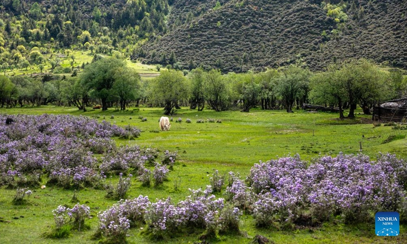 Photo taken on May 28, 2022 shows the scenery of the Potatso National Park in Shangri-La in the Deqen Tibetan Autonomous Prefecture of southwest China's Yunnan Province.Photo:Xinhua