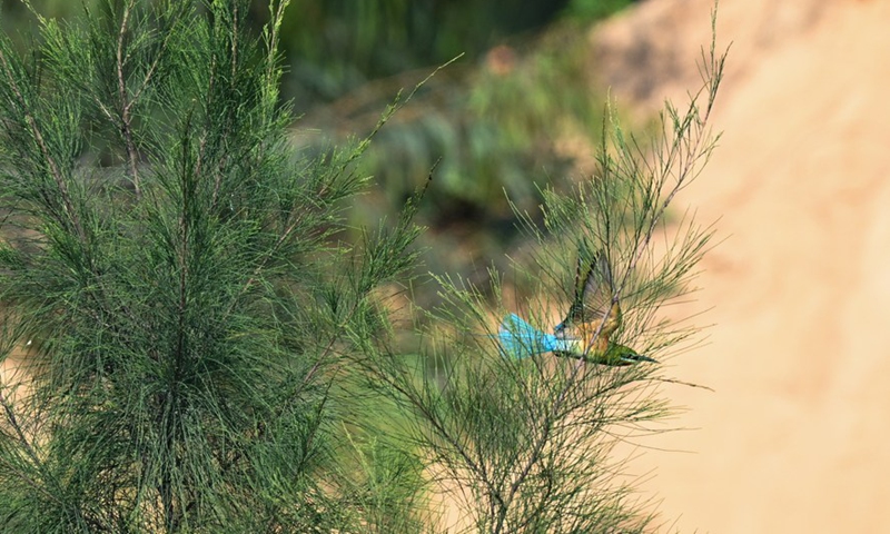 A blue-tailed bee eater is seen in Haikou, south China's Hainan Province, April 9, 2022.Photo:Xinhua