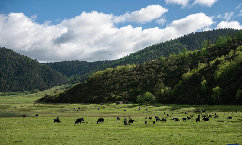 Photo taken on May 28, 2022 shows the scenery of the Potatso National Park in Shangri-La in the Deqen Tibetan Autonomous Prefecture of southwest China's Yunnan Province.Photo:Xinhua
